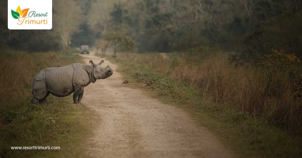 The Gateway to Wildlife Zone West Bengal