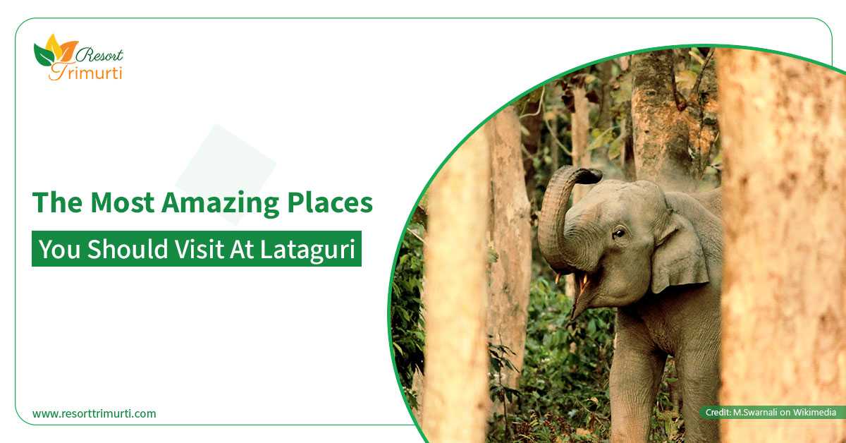 The Most Amazing Places You Should Visit at Lataguri