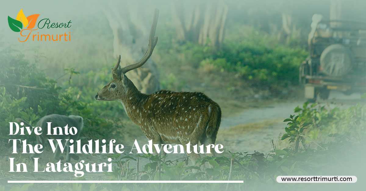 Dive Into The Wildlife Adventure In Lataguri
