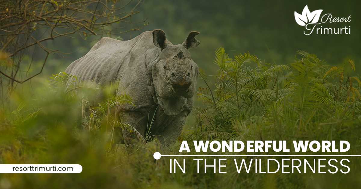 A Wonderful World in The Wilderness