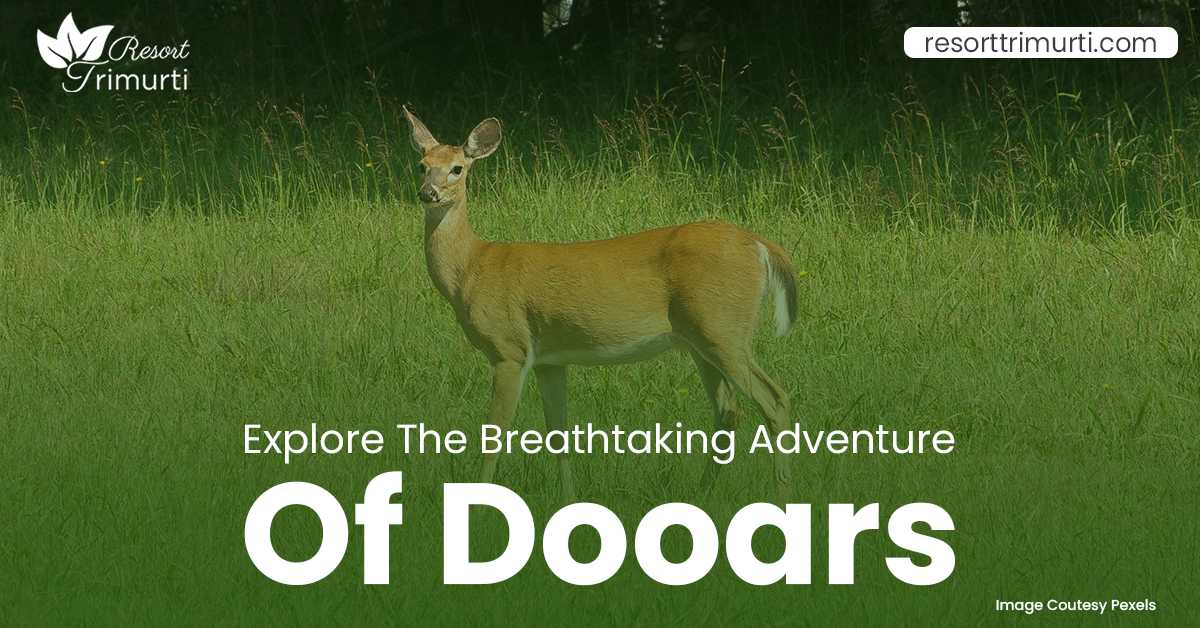 Explore The Breathtaking Adventure Of Dooars By Staying In Your Best Hotel
