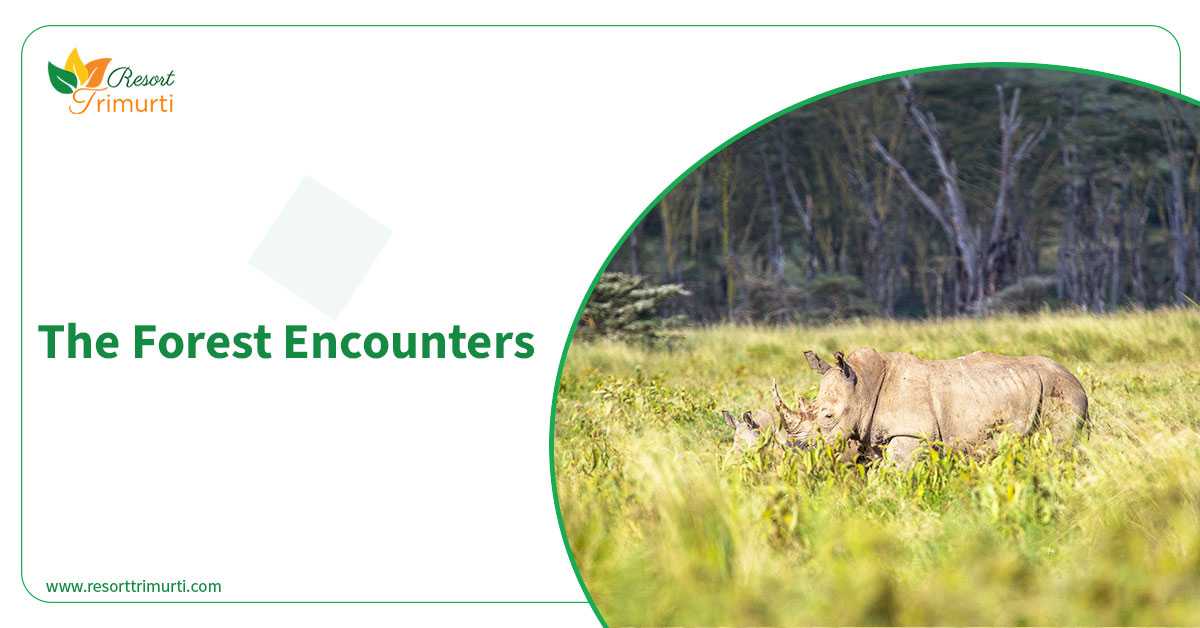 The Forest Encounters