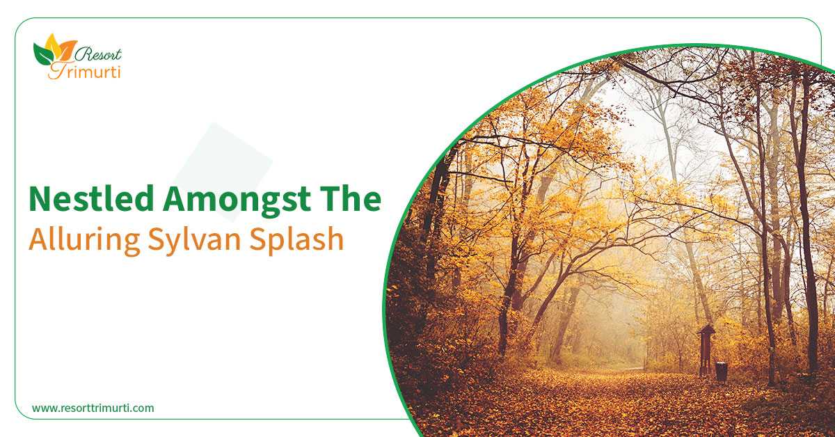 Nestled Amongst the Alluring Sylvan Splash