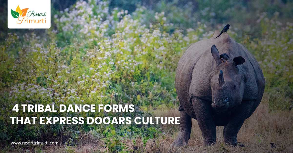 4 Tribal Dance forms that Express Dooars Culture