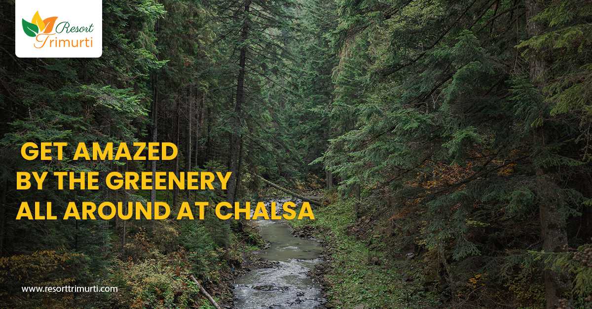 Get Amazed By The Greenery All Around At Chalsa
