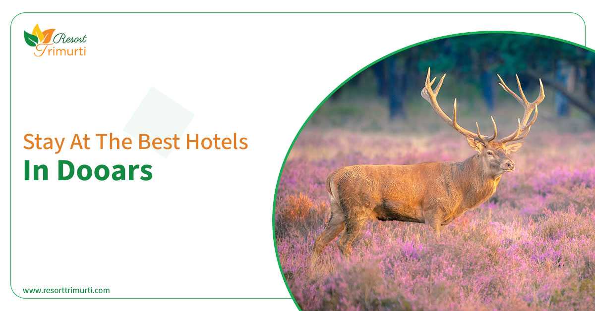 Experience A Fascinating Holiday In Dooars