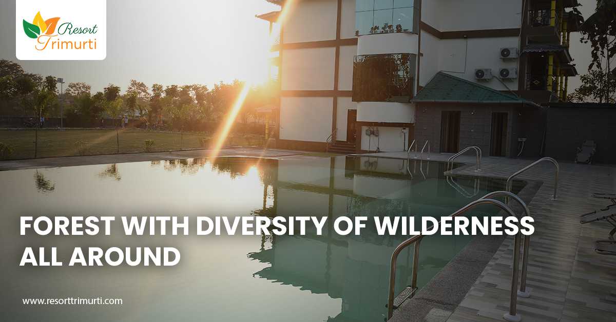 Forest with Diversity of Wilderness All Around