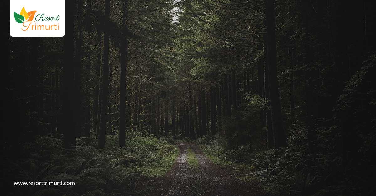 4 lavishly beautiful Tea Gardens in Dooars that you must visit [mandatory]