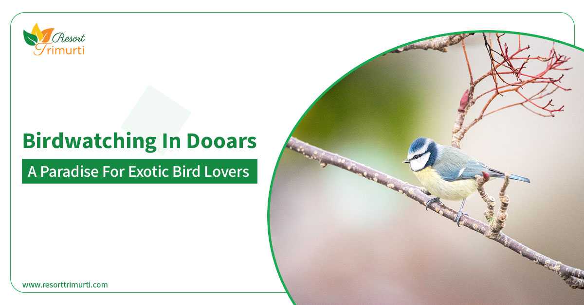 Birdwatching in Dooars: A paradise for exotic bird lovers