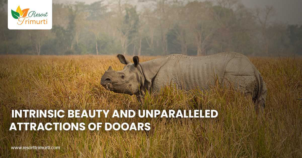 Intrinsic Beauty and Unparalleled Attractions of Dooars