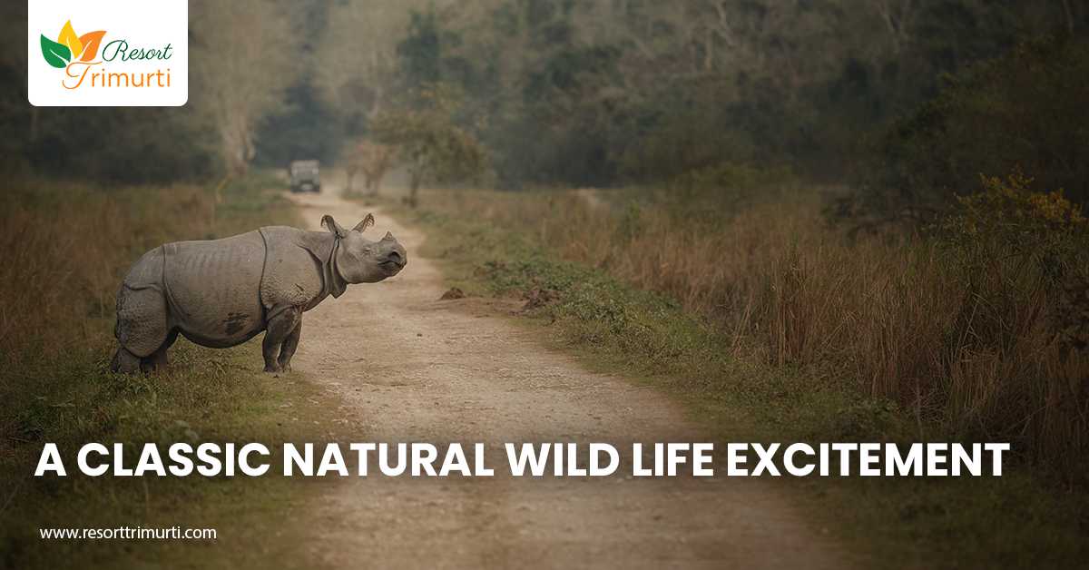 A Classic Natural Wild Life Excitement