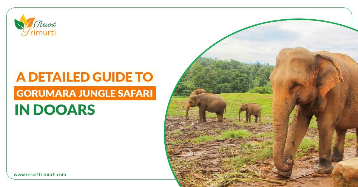 A Detailed Guide To Gorumara Jungle Safari In Dooars