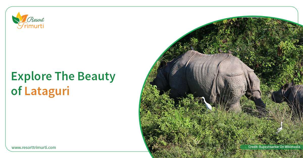 Lataguri hotels rates