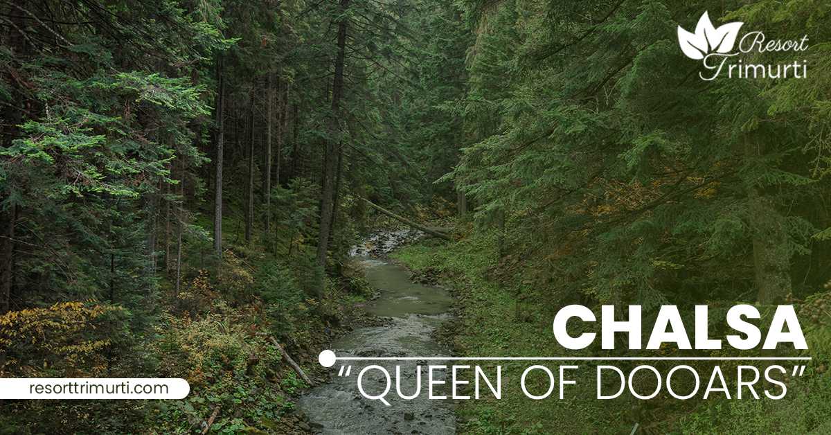 Chalsa- Queen of Dooars
