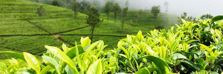 Visit Samsing & Suntalekhola near Murti Tourist Resort